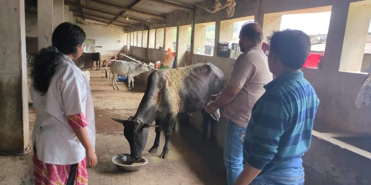 Jharsuguda stray cattle rehabilitation