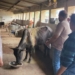Jharsuguda stray cattle rehabilitation