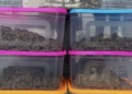 Customs Seizes 8.5 kg Marijuana at Bhubaneswar Airport; Three Detained