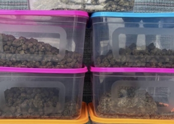 Customs Seizes 8.5 kg Marijuana at Bhubaneswar Airport; Three Arrested