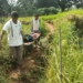 Pregnant Woman Carried on Stretcher