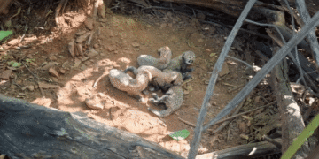 Project Cheetah Kuno National Park 5 cubs