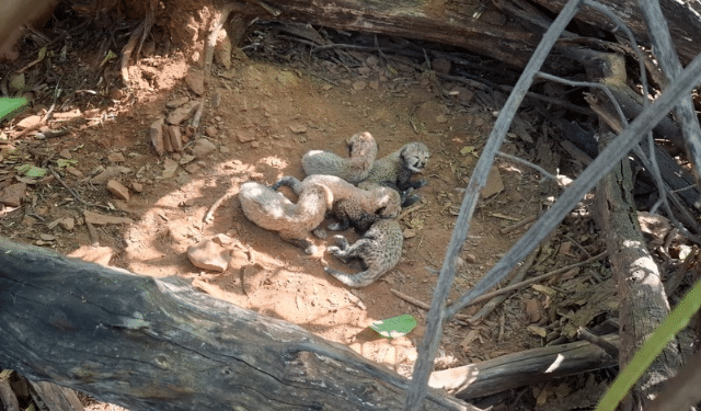 Project Cheetah Kuno National Park 5 cubs