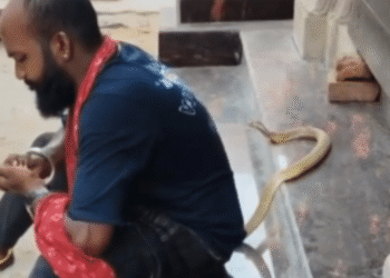Puri snake catcher bitten by cobra reel