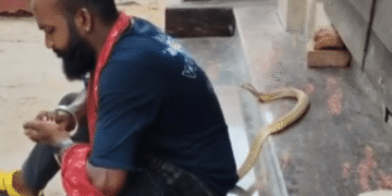 Puri snake catcher bitten by cobra reel
