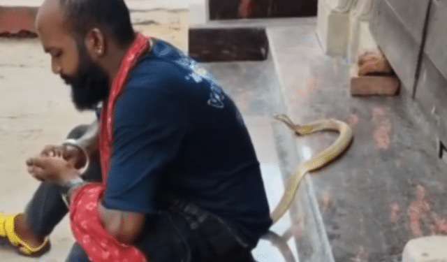 Puri snake catcher bitten by cobra reel