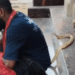 Puri snake catcher bitten by cobra reel