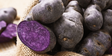 ICAR-CPRI Biofortifies Purple Potato to Combat Hidden Hunger with Nutrient-Dense Kufri Jamunia