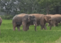 Kendujhar tusker attack youth killed