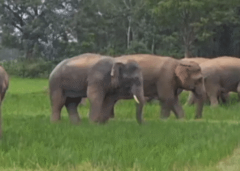 Kendujhar tusker attack youth killed
