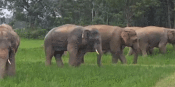 Kendujhar tusker attack youth killed