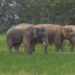 Kendujhar tusker attack youth killed