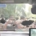 Pranab Balabantray attack Jajpur