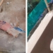 Bhubaneswar Bomb Attack