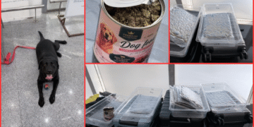 Hydroponic cannabis seizure Bhubaneswar Airport