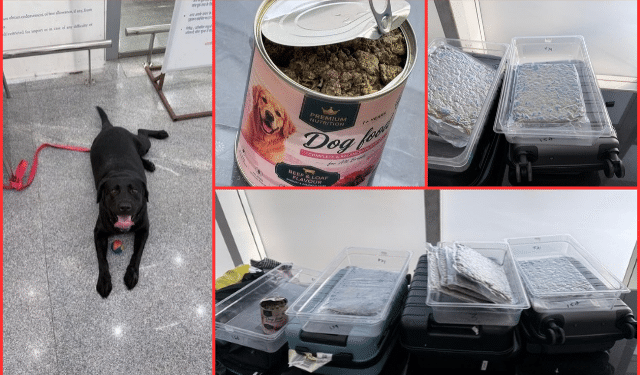 Hydroponic cannabis seizure Bhubaneswar Airport