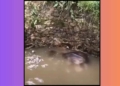 Elephant rescue Balangir