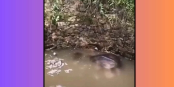 Elephant rescue Balangir