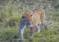 Leopard decline in Odisha