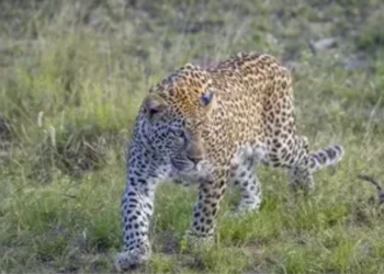 Leopard decline in Odisha