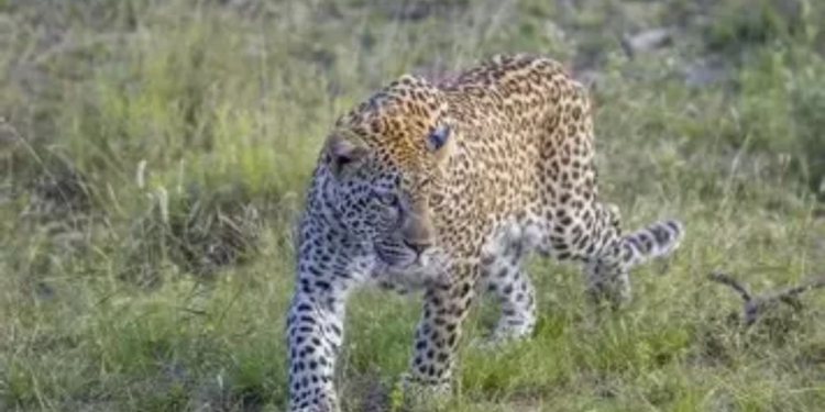 Leopard decline in Odisha
