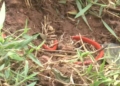 Woman's headless body recovered