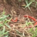 Woman's headless body recovered