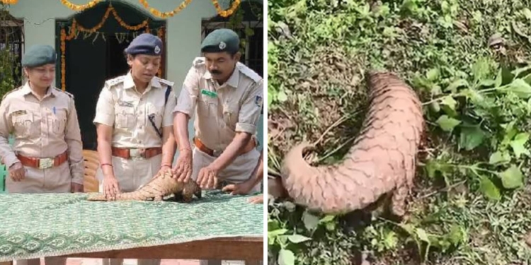 Pangolin rescue Malkangiri