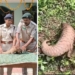 Pangolin rescue Malkangiri