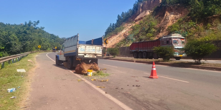 Kendujhar cattle smuggling busted