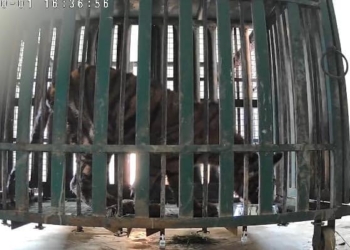 Rescued tiger cub Similipal