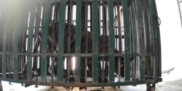 Rescued tiger cub Similipal