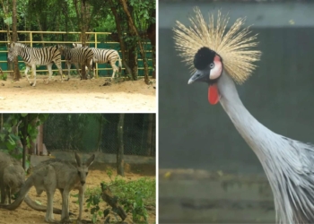 Nandan Kanan Zoo new animals