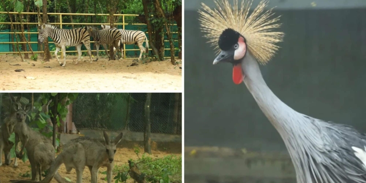 Nandan Kanan Zoo new animals