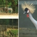 Nandan Kanan Zoo new animals