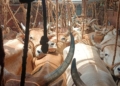 Cattle trafficking case