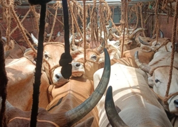 Cattle trafficking case