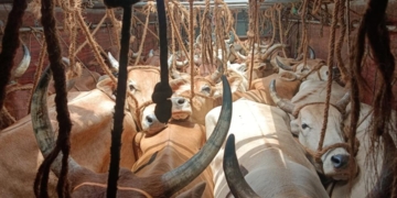 Cattle trafficking case